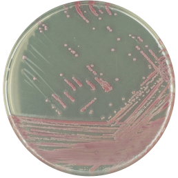 Каталог CHROMagar MRSA - для выделения и дифференциации Staphylococcus aureus, устойчивого к метициллину (MRSA), включая MRSA с низким уровнем устойчивости